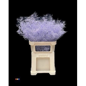 Limonium Light Purple