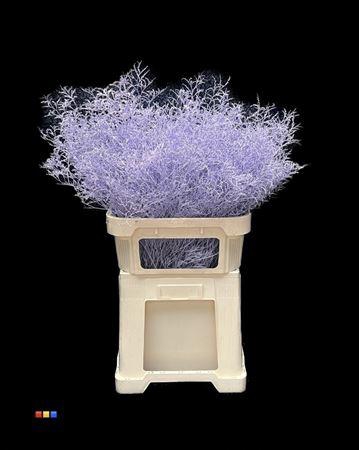 <h4>Limonium Light Purple</h4>