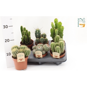 CACTUS GEM