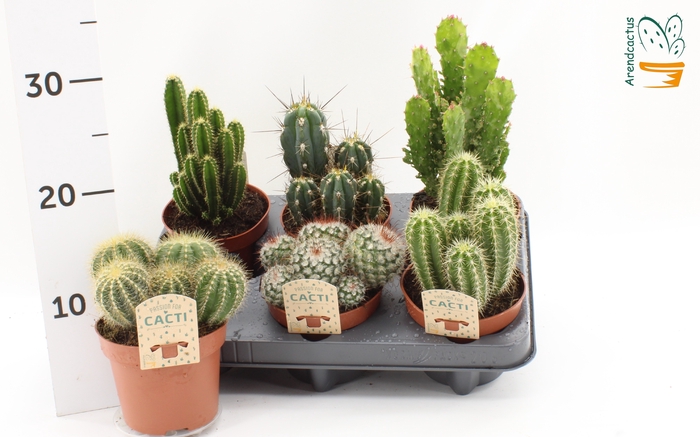 <h4>CACTUS GEM</h4>