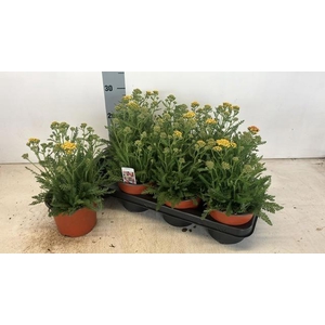 ACHI MILLEFOLIUM