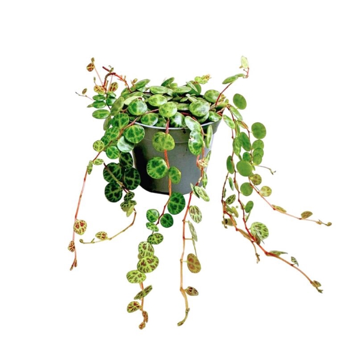 PEPEROMIA PROSTRATA P6