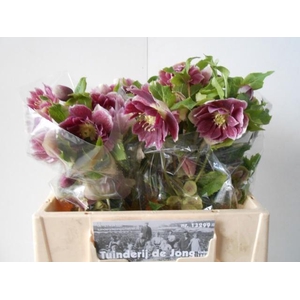 HELL OR DB ELLEN PIC