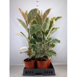 Ficus elastica 'Tineke'