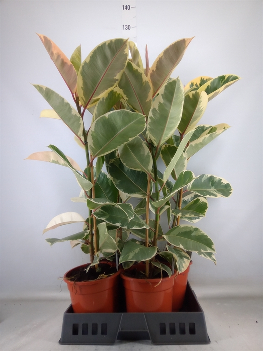 <h4>Ficus elastica 'Tineke'</h4>
