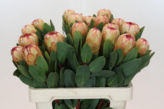 <h4>PROTEA GRANDICOLOR</h4>