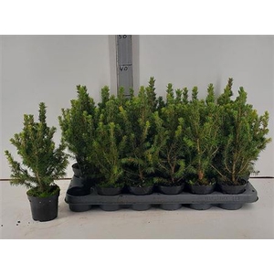 Picea Gl Conica