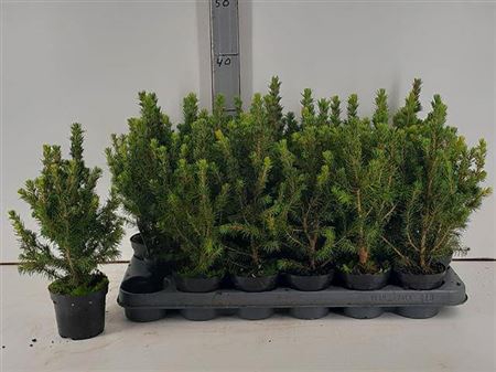 <h4>Picea Gl Conica</h4>