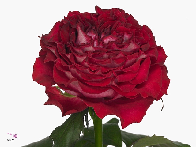 R Gr Esmeralda