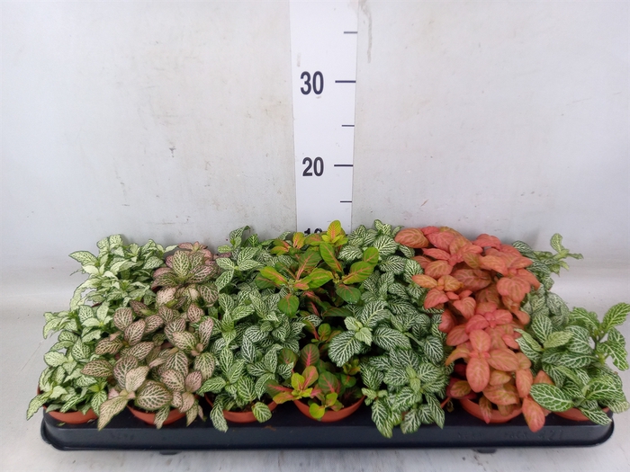 <h4>Fittonia   ...mix 7</h4>