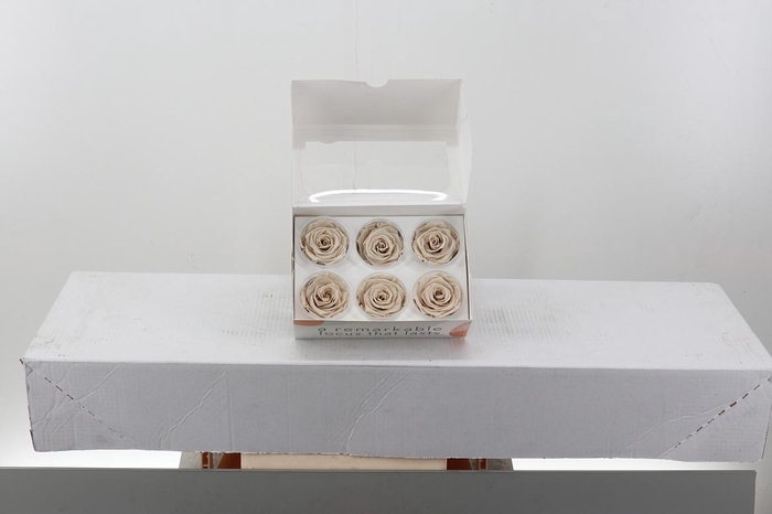 <h4>Rosa Preserved Sand</h4>