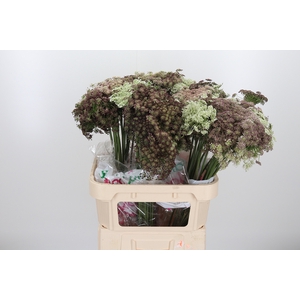 Daucus Carota