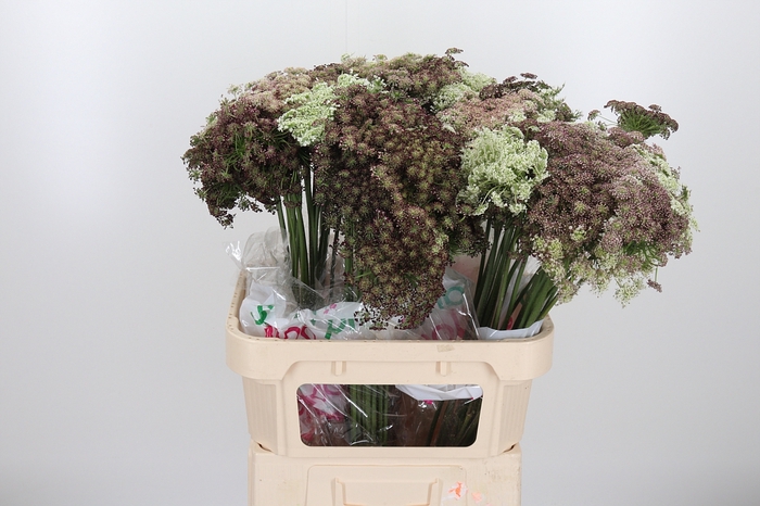 <h4>Daucus Carota</h4>