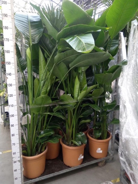 <h4>Strelitzia nicolai</h4>