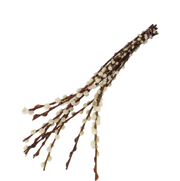 <h4>Dried flowers Willow catkins 70cm</h4>