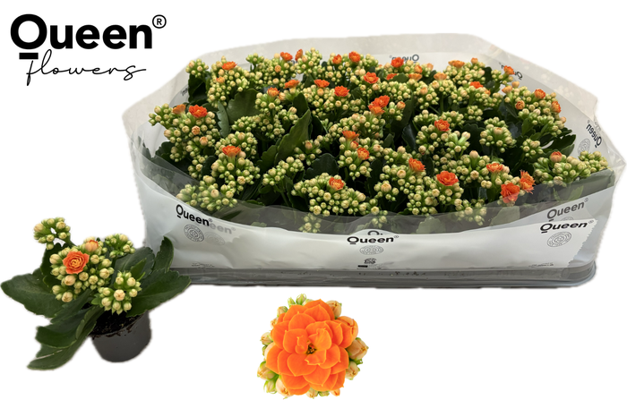 <h4>KAL GE RF AGNES</h4>