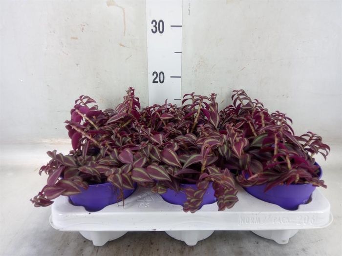 <h4>Tradescantia   ...</h4>