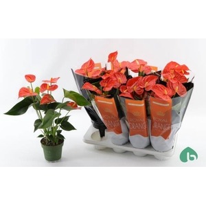 Anthurium Andreanum Florida 14Ø 50cm 5fl