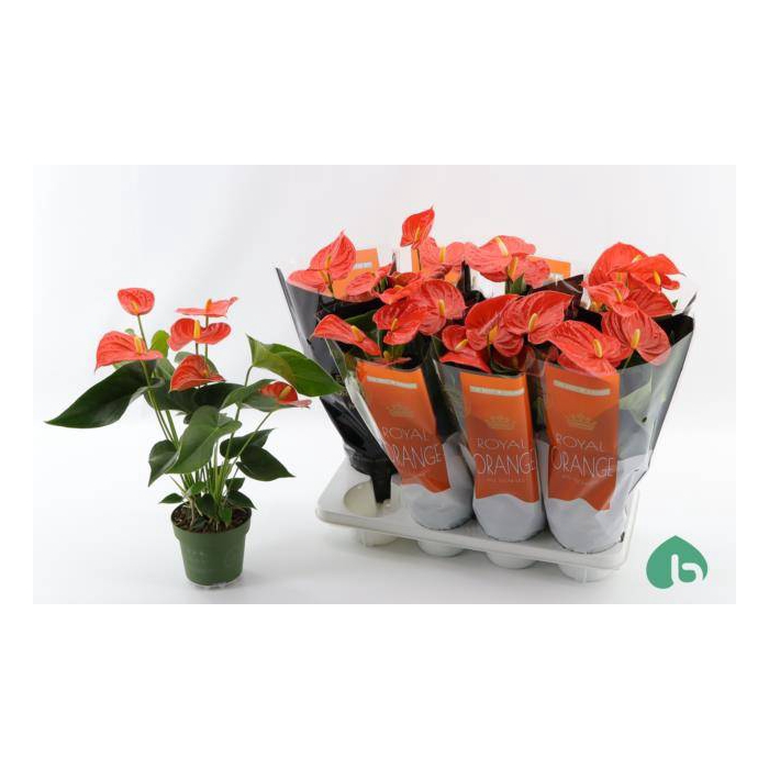 <h4>Anthurium Andreanum Florida 14Ø 50cm 5fl</h4>