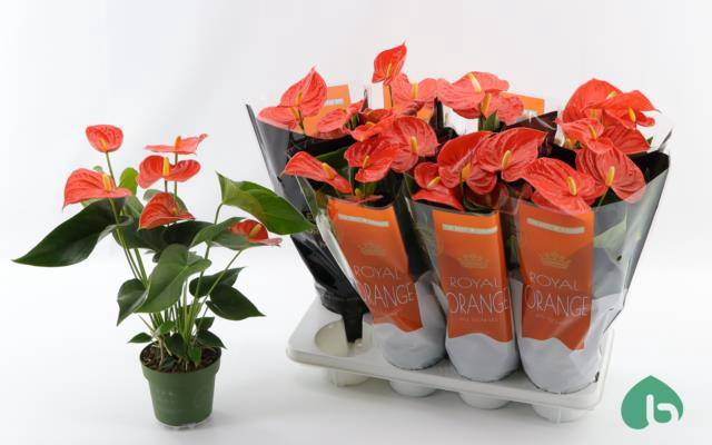 Anthurium Andreanum Florida 14Ø 50cm 5fl