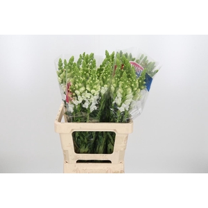 Antirrhinum Ma White