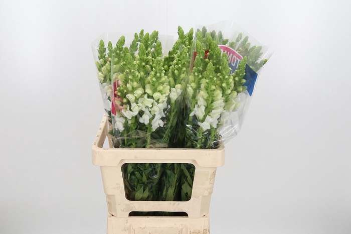 <h4>Antirrhinum Ma White</h4>