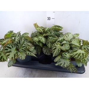 Begonia BD 'Silver Jewell'