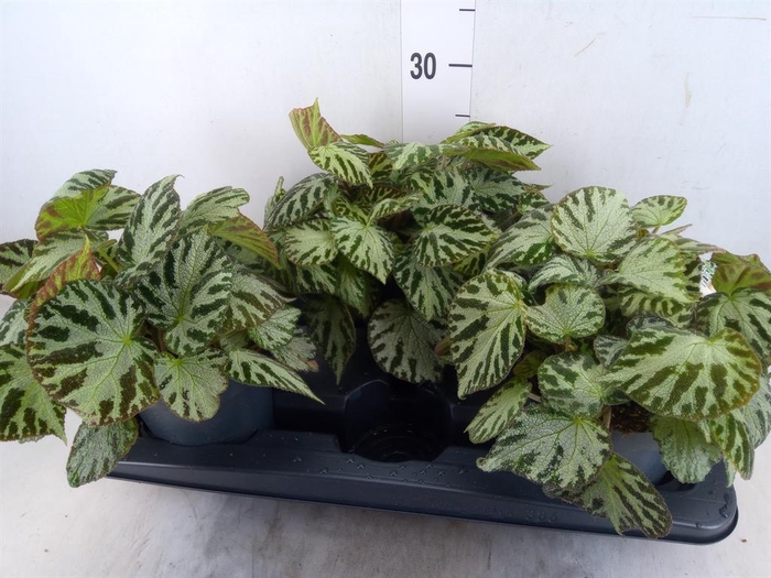 <h4>Begonia BD 'Silver Jewell'</h4>