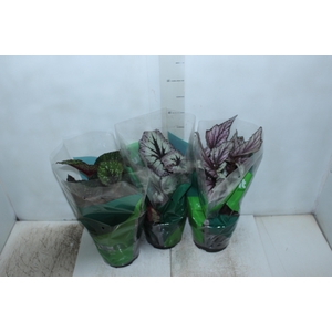 BEGONIA REX P17 PO