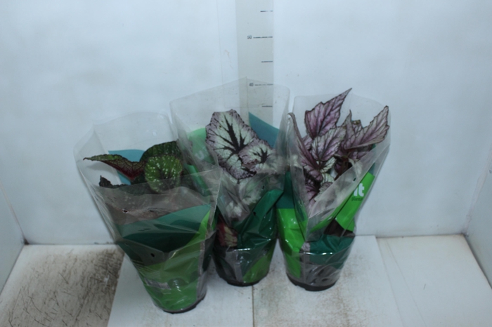 <h4>BEGONIA REX P17 PO</h4>