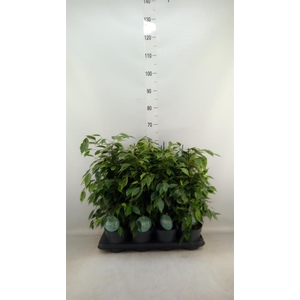 Ficus benja. 'Anastasia'