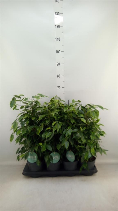 <h4>Ficus benja. 'Anastasia'</h4>