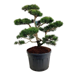 Pinus contorta