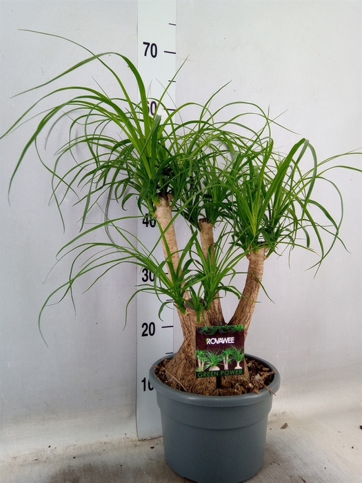 <h4>Beaucarnea recurvata</h4>