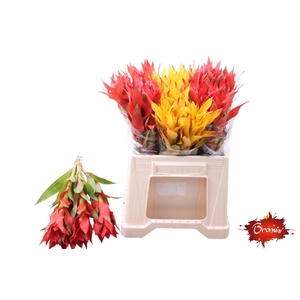BROMELIABLOEM