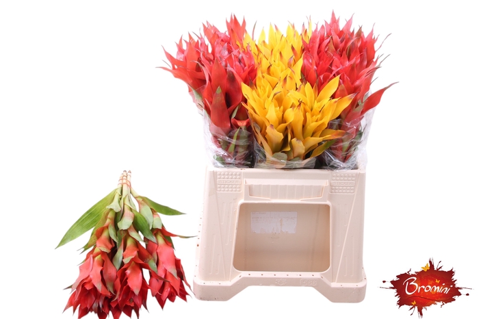 <h4>BROMELIABLOEM</h4>
