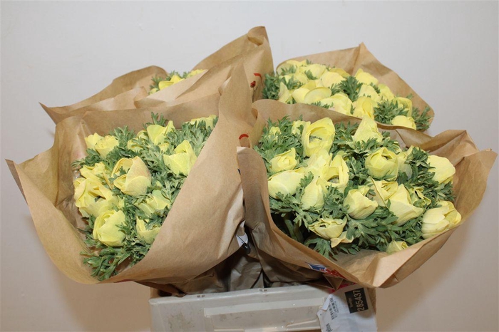 <h4>Anem Marianne Powder Yellow</h4>