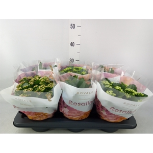 Kalanchoe blos. 'RoyalDon'   ..mix