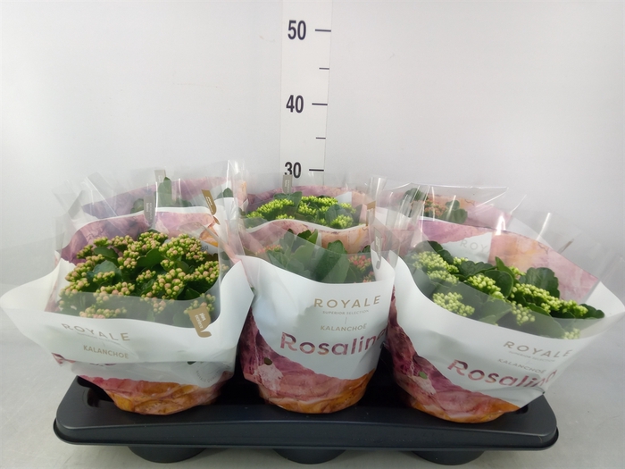 <h4>Kalanchoe blos. 'RoyalDon'   ..mix</h4>