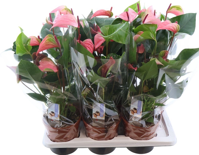 <h4>Anthu An Delight</h4>