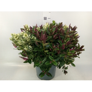 Hebe  'Addenda'   ...mix in pot