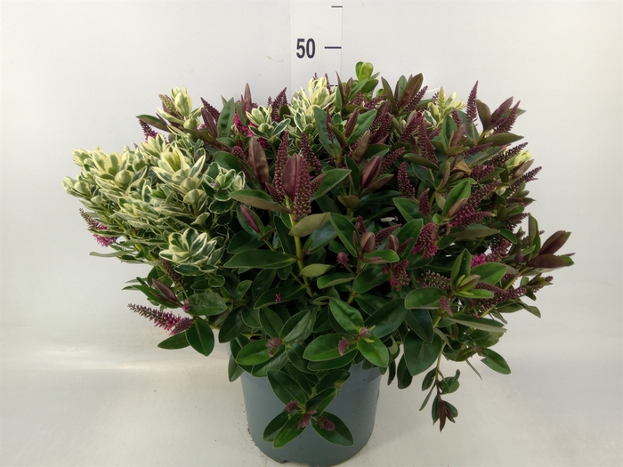 <h4>Hebe  'Addenda'   ...mix in pot</h4>