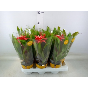 Guzmania  'Confetti'