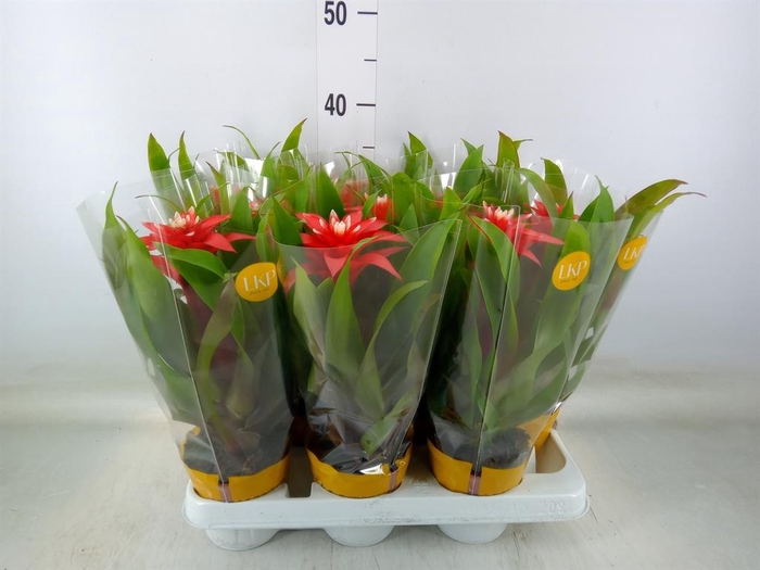 <h4>Guzmania  'Confetti'</h4>