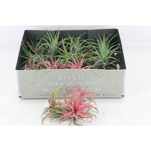 arr3 CP - Till. Ionantha clumb mix