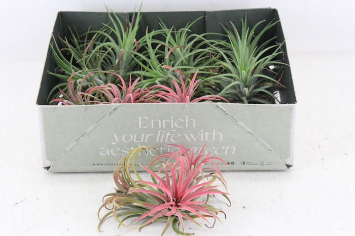 Arr3 Cp - Till. Ionantha Clumb Mix