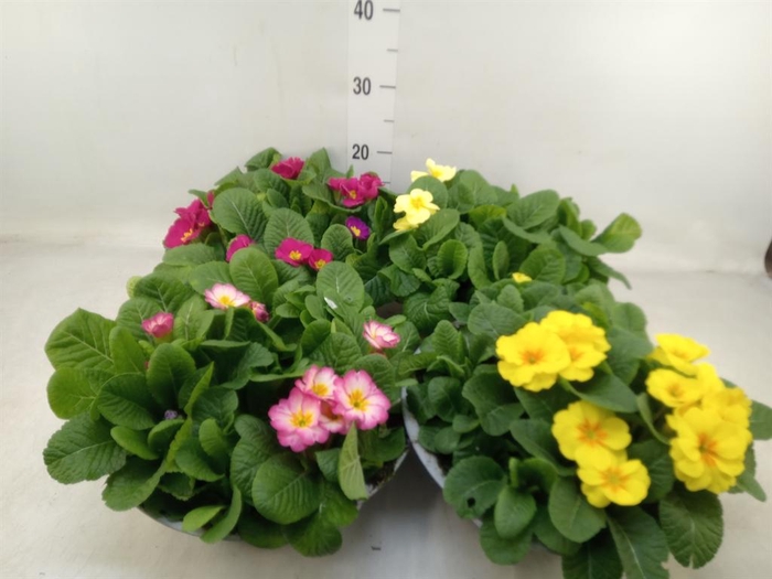 <h4>Primula ac. 'Bonneli'</h4>