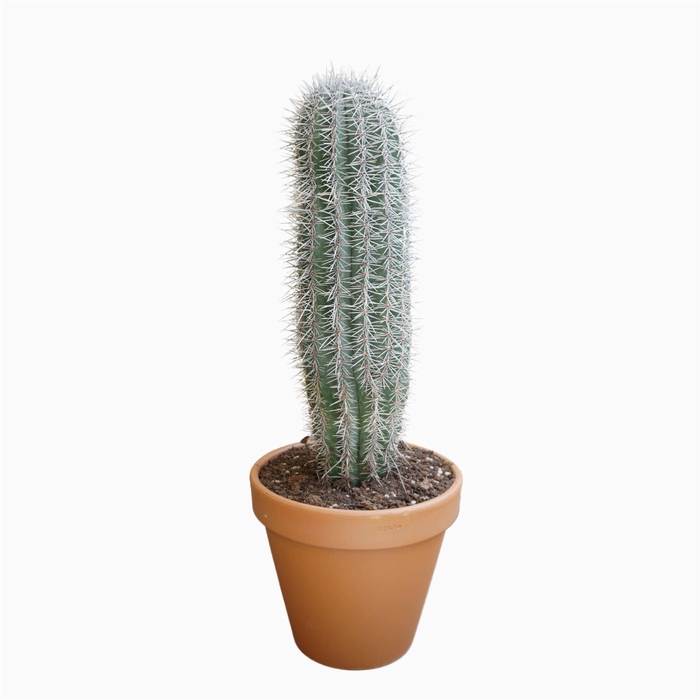 <h4>Pachycereus pringlei</h4>