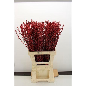 Katjes Salix Rood
