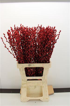<h4>Katjes Salix Rood</h4>
